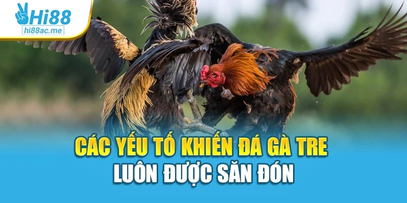 Các yếu tố khiến đá gà tre luôn được săn đón