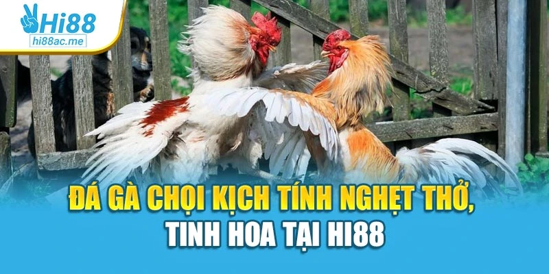 Đá Gà Chọi Kịch Tính Nghẹt Thở, Tinh Hoa Tại Hi88