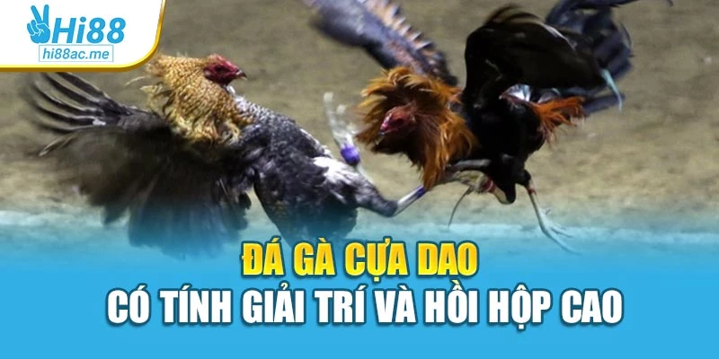 Đá gà cựa dao có tính giải trí và hồi hộp cao