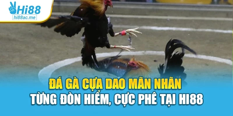 Đá Gà Cựa Dao Mãn Nhãn Từng Đòn Hiểm, Cực Phê Tại Hi88