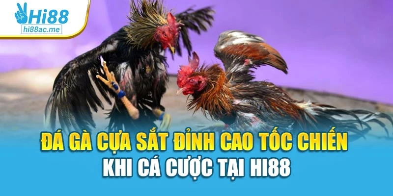 Đá Gà Cựa Sắt Đỉnh Cao Tốc Chiến Khi Cá Cược Tại Hi88 1 Đá Gà Cựa Sắt Đỉnh Cao Tốc Chiến Khi Cá Cược Tại Hi88