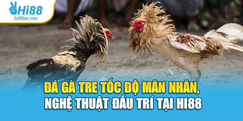 Đá Gà Tre Tốc Độ Mãn Nhãn, Nghệ Thuật Đấu Trí Tại Hi88