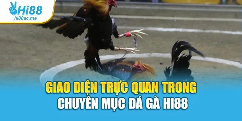 Giao diện trực quan trong chuyên mục đá gà Hi88