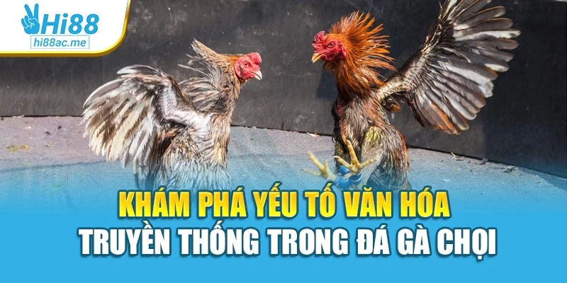 Khám phá yếu tố văn hóa truyền thống trong đá gà chọi