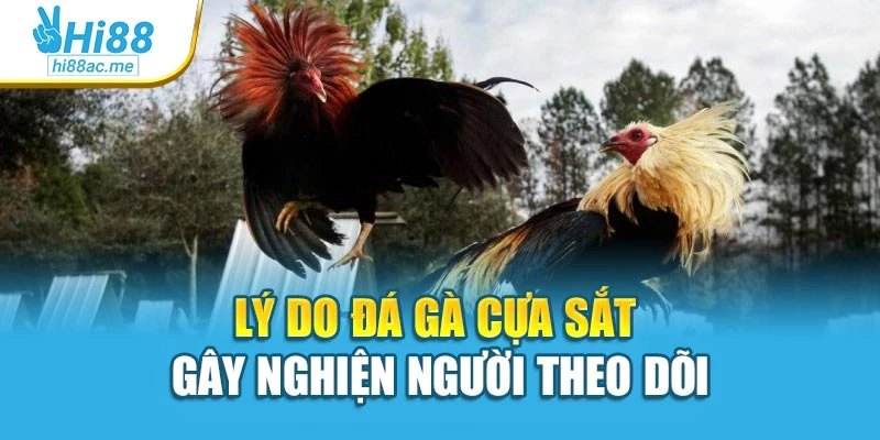 Đá Gà Cựa Sắt Đỉnh Cao Tốc Chiến Khi Cá Cược Tại Hi88 2 Lý do đá gà cựa sắt gây nghiện người theo dõi