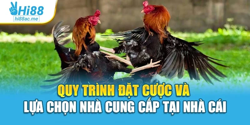 Quy trình đặt cược và lựa chọn nhà cung cấp tại nhà cái