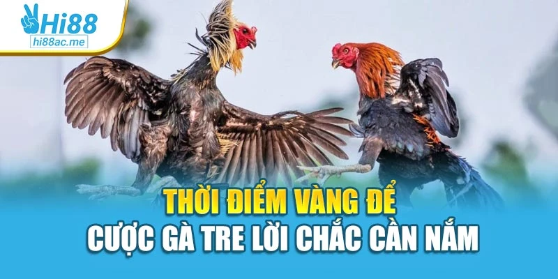 Thời điểm vàng để cược gà tre lời chắc cần nắm