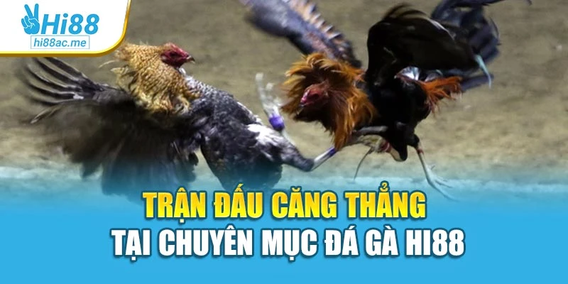 Trận đấu căng thẳng tại chuyên mục đá gà Hi88